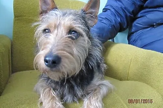 Terierek 1,5 roku piękny gotowy do adopcji!