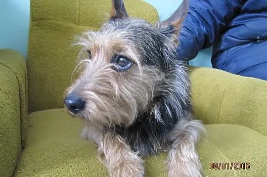 Terierek 1,5 roku piękny gotowy do adopcji!