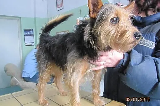 Terierek 1,5 roku piękny gotowy do adopcji!
