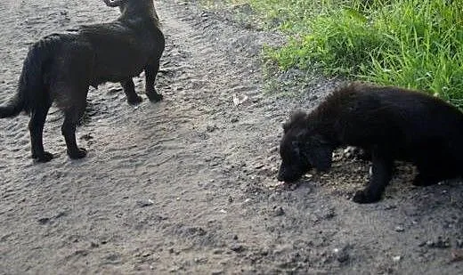 Mama i szczeniak do adopcji ! , łódzkie Łódź
