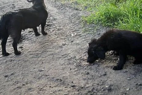 Mama i szczeniak do adopcji ! , łódzkie Łódź