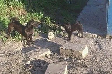 Mama i szczeniak do adopcji ! ,  łódzkie Łódź