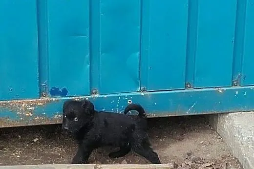 Mama i szczeniak do adopcji ! ,  łódzkie Łódź