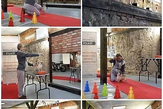 Szkolenia dla GROOMERÓW, Mazowieckie, Duży Dół