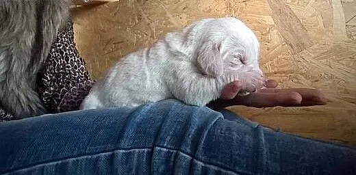 Spinone italiano, Pozostałe rasy cała Polska