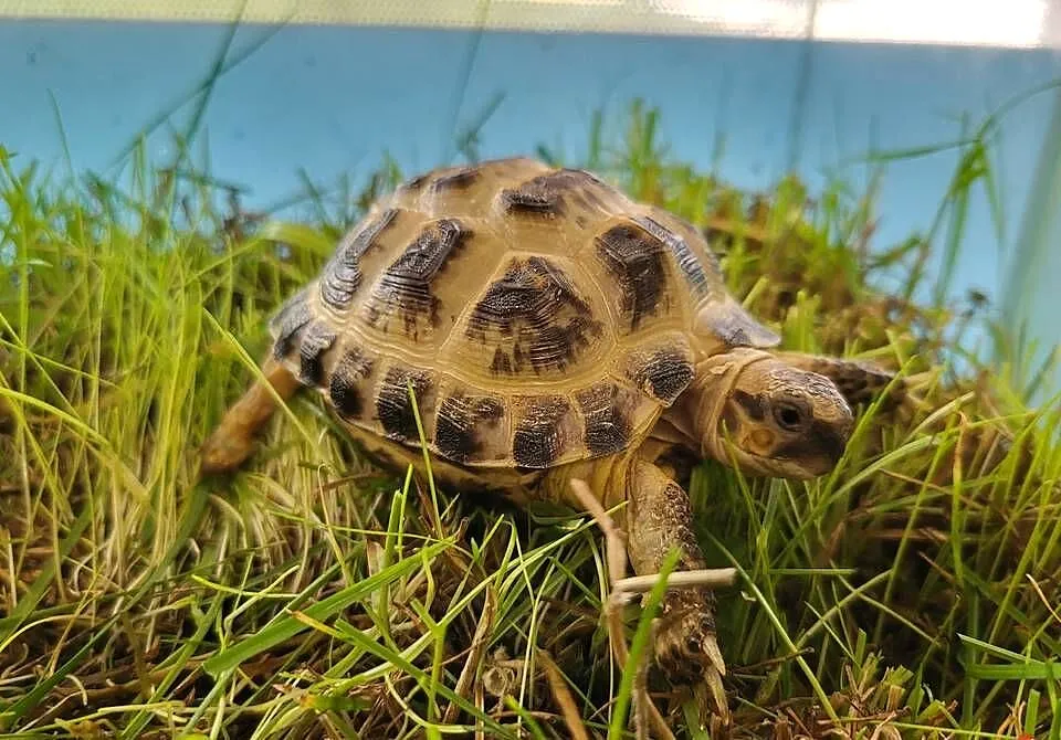 Żółw stepowy -Sklep Zoologiczny, Śląskie, Katowice
