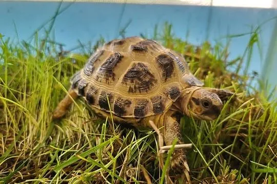 Żółw stepowy -Sklep Zoologiczny, Śląskie, Katowice