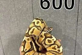 Pytony oraz boa