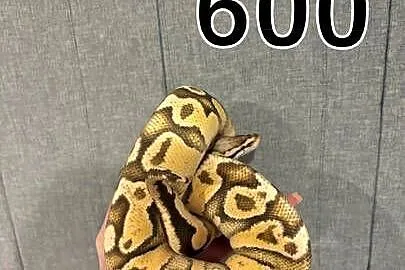 Pytony oraz boa