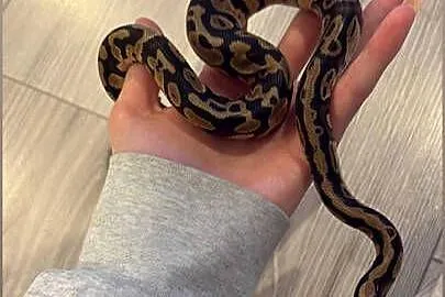 Pytony oraz boa, Mazowieckie, Sulejówek