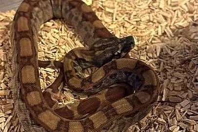 Pytony oraz boa, Mazowieckie, Sulejówek