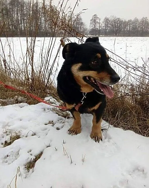 Lily mała nieśmiała sunia szuka cierpliwego i koch