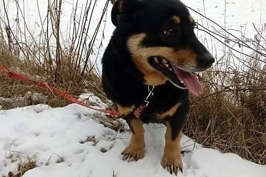Lily mała nieśmiała sunia szuka cierpliwego i koch