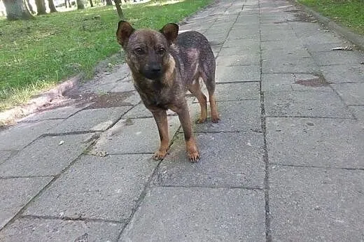 Młody, towarzyski Fafik szuka domu. PILNE!,  mazow