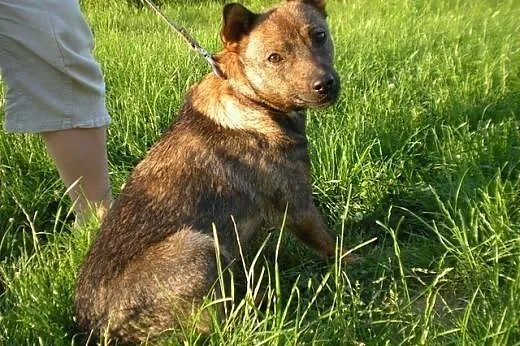 Młody, towarzyski Fafik szuka domu. PILNE!,  mazow