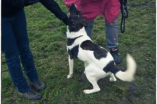TERRY - łaciaty przystojniak do adopcji!,  łódzkie
