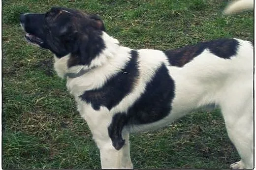 TERRY - łaciaty przystojniak do adopcji!,  łódzkie
