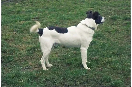 TERRY - łaciaty przystojniak do adopcji!,  łódzkie