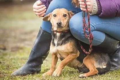Abi - nakolankowa, spokojna suczka, młoda i niekon