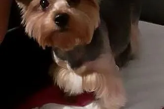 Pieski Szczeniaki Rasy York Shire Terrier Yorki