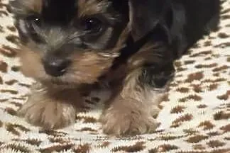 Pieski Szczeniaki Rasy York Shire Terrier Yorki, Zachodniopomorskie, Trzebiatów