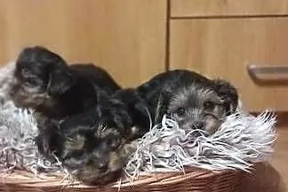 Pieski Szczeniaki Rasy York Shire Terrier Yorki, Zachodniopomorskie, Trzebiatów