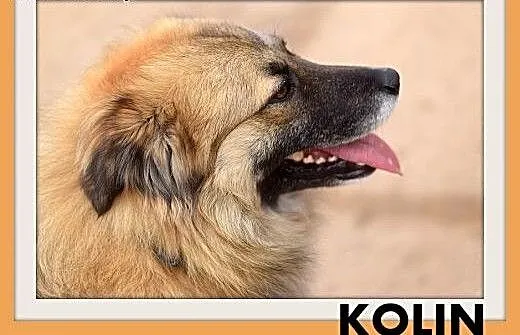 KOLIN,średni,szpic mix,łagodny,spokojny,grzeczny p