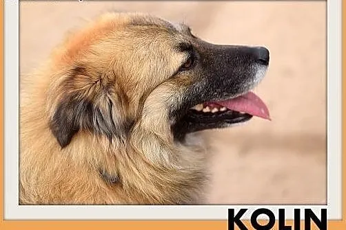 KOLIN,średni,szpic mix,łagodny,spokojny,grzeczny p
