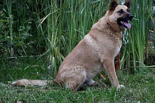 Duże psiaki - dużo szczęścia,  podkarpackie Przemy