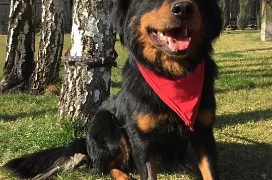 Rambo, młody, niekonfliktowy, rodzinny psiak szuka kochającego domu!,  Kundelki cała Polska, 