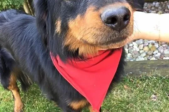 Rambo, młody, niekonfliktowy, rodzinny psiak szuka kochającego domu!,  Kundelki cała Polska, 