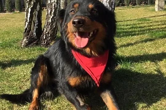 Rambo, młody, niekonfliktowy, rodzinny psiak szuka kochającego domu!,  Kundelki cała Polska, 