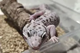 Eublefar lamparci