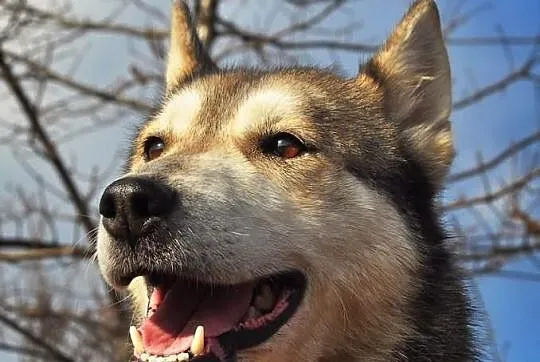 Ira, sunia husky szuka domu