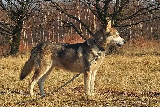 Ira, sunia husky szuka domu