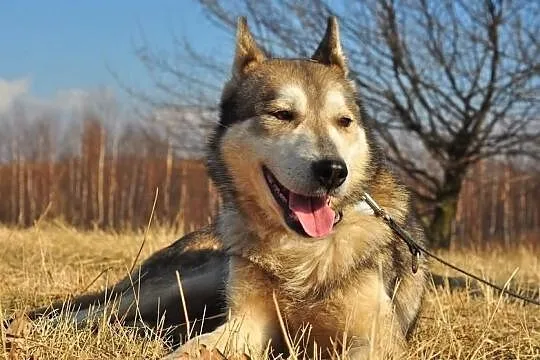 Ira, sunia husky szuka domu