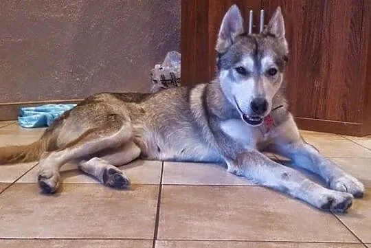 Ira, sunia husky szuka domu