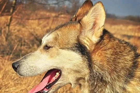 Ira, sunia husky szuka domu