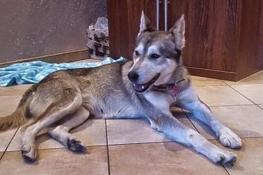 Ira, sunia husky szuka domu
