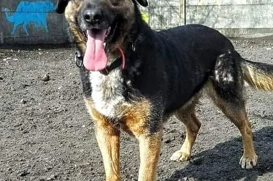 Ciapek do adopcji, Łódzkie, Tomaszów Mazowiecki