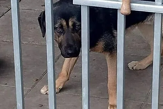 Ciapek do adopcji, Łódzkie, Tomaszów Mazowiecki