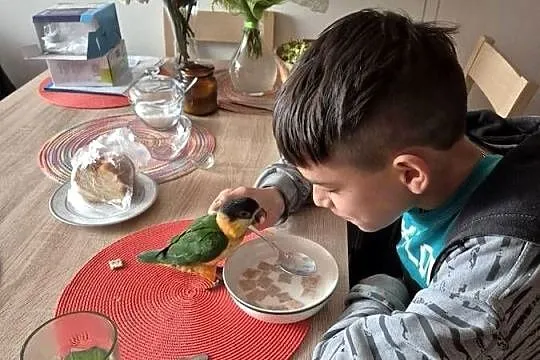 Barwinka czarnogłowa oswojona i dzikie, Łódzkie, Sieradz