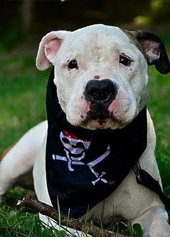 Dolar biały amstaff czeka w schronisku na dom, śl