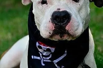 Dolar biały amstaff czeka w schronisku na dom,  śl