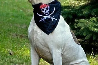Dolar biały amstaff czeka w schronisku na dom,  śl
