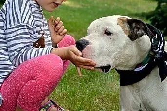 Dolar biały amstaff czeka w schronisku na dom,  śl