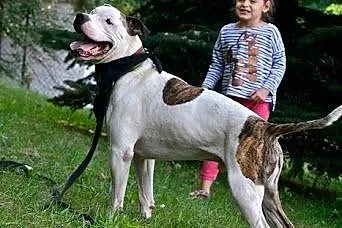 Dolar biały amstaff czeka w schronisku na dom,  śl