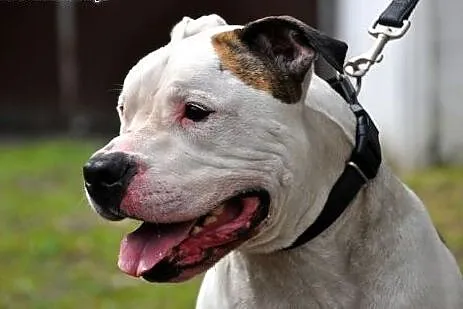 Dolar biały amstaff czeka w schronisku na dom,  śl
