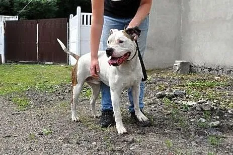 Dolar biały amstaff czeka w schronisku na dom,  śl