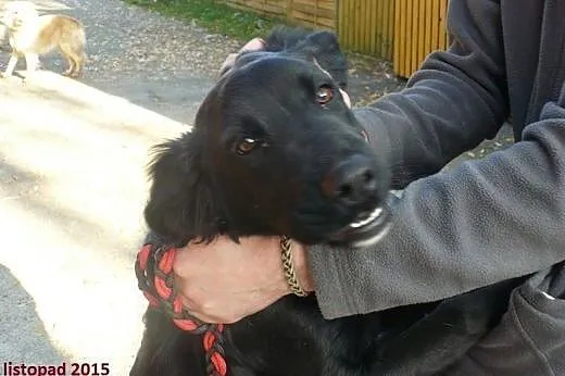 Urwis 6 miesięczny szczeniak do adopcji ,  śląskie Gliwice